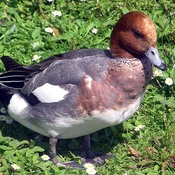 Eurasian Wigeon